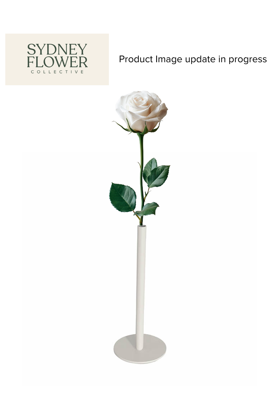 Modern Romance Collection | Single Stem Midi Accent