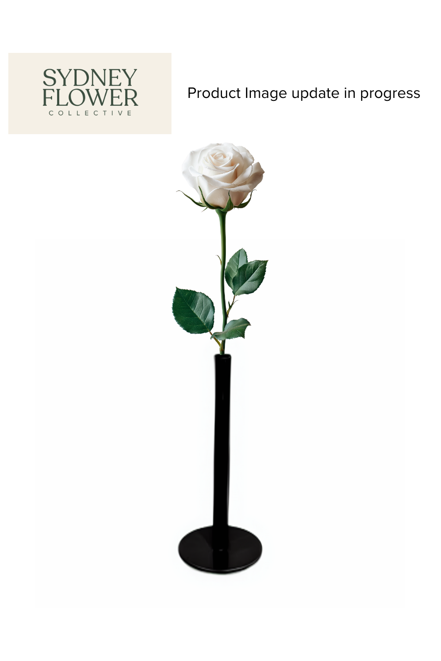 Modern Romance Collection | Single Stem Midi Accent